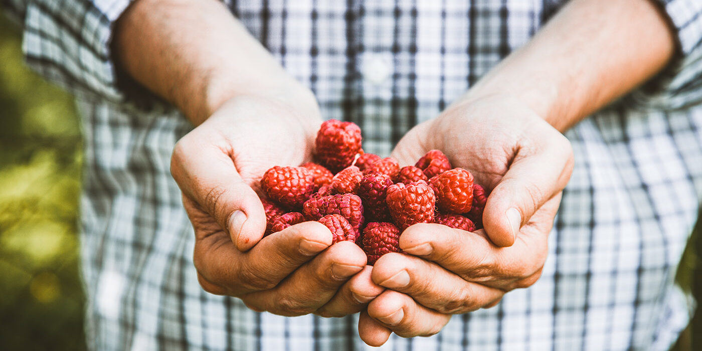 Farmer with raspberries